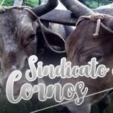 🤟🏻 SINDICATO DOS CORNOS \ БЕСПЛАТНЫЕ СЛИВЫ Р34