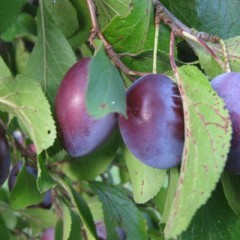 сливы kkhrisya