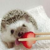 little sweetie свити 18+