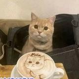 貓七茶ТАЙВАНЬ ШКУРЫ口袋名單客評分享