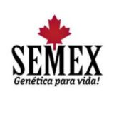 SEXMEX \ ОРИГИНАЛ ПОРНО