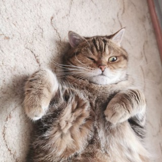 Крамник Илья - Коты и Кошка