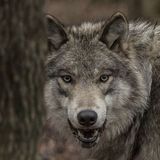 Bordobereofficial \ Офицально