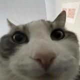 segs — Большие сиськи