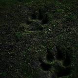 WOLF'S ACANITE 